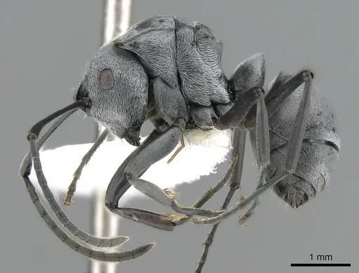Polyrhachis inermis specimen CASENT0281391 image casent0281391_3