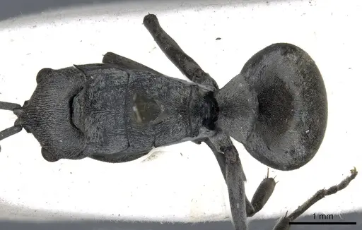 Polyrhachis inermis specimen CASENT0903430 image casent0903430_1