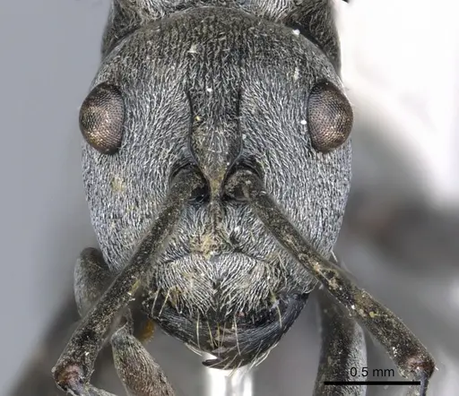 Polyrhachis inermis specimen CASENT0903430 image casent0903430_2