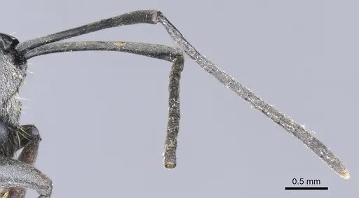 Polyrhachis inermis specimen CASENT0903430 image casent0903430_3