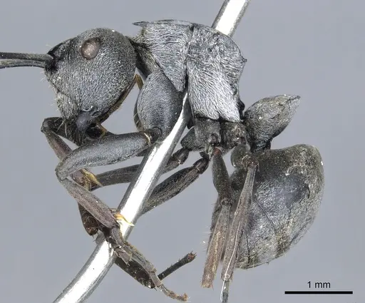 Polyrhachis inermis specimen CASENT0903430 image casent0903430_4