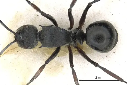 Polyrhachis inermis specimen CASENT0903431 image casent0903431_1