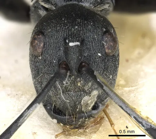 Polyrhachis inermis specimen CASENT0903431 image casent0903431_2