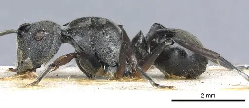 Polyrhachis inermis specimen CASENT0903431 image casent0903431_3