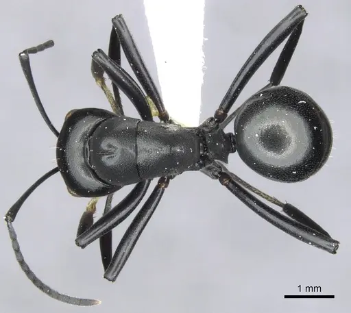 Polyrhachis inflata specimen CASENT0903398 image casent0903398_1