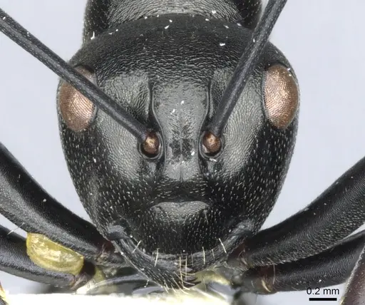 Polyrhachis inflata specimen CASENT0903398 image casent0903398_2