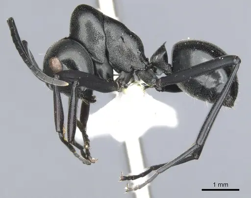 Polyrhachis inflata specimen CASENT0903398 image casent0903398_3