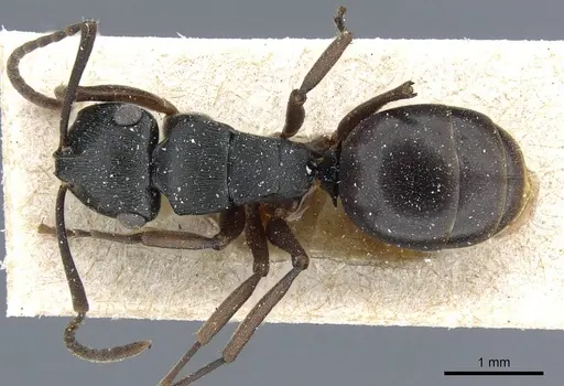 Polyrhachis insularis specimen CASENT0905560 image casent0905560_1