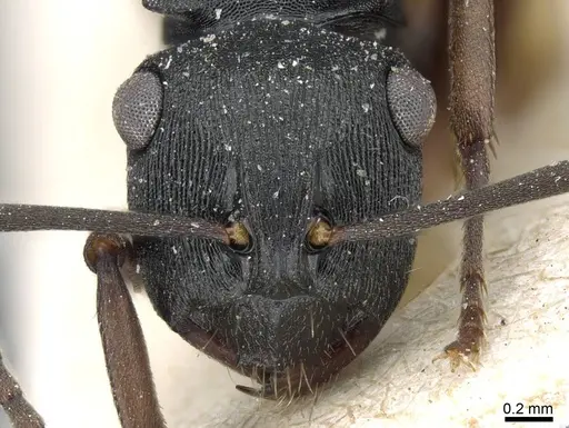 Polyrhachis insularis specimen CASENT0905560 image casent0905560_2