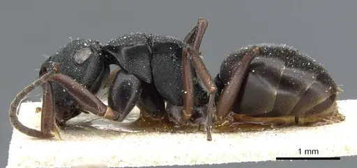 Polyrhachis insularis specimen CASENT0905560 image casent0905560_3