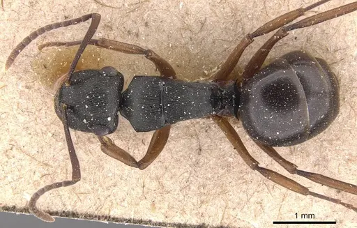 Polyrhachis insularis specimen CASENT0905814 image casent0905814_1