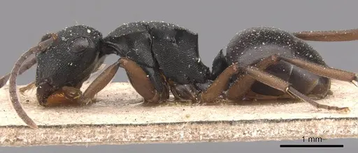 Polyrhachis insularis specimen CASENT0905814 image casent0905814_3