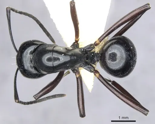 Polyrhachis io specimen CASENT0903403 image casent0903403_1