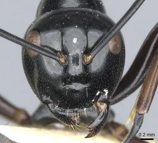 Polyrhachis io specimen CASENT0903403 image casent0903403_2