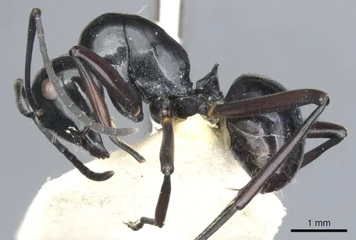 Polyrhachis io specimen CASENT0903403 image casent0903403_3