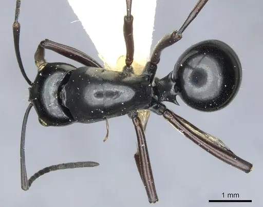 Polyrhachis io specimen CASENT0903404 image casent0903404_1