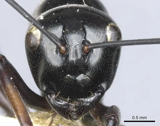 Polyrhachis io specimen CASENT0903404 image casent0903404_2
