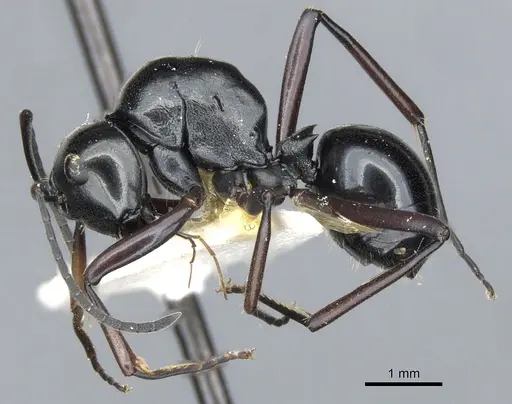 Polyrhachis io specimen CASENT0903404 image casent0903404_3
