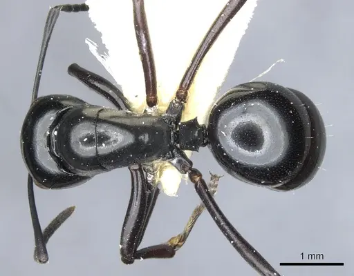 Polyrhachis io specimen CASENT0903405 image casent0903405_1
