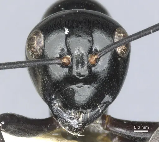 Polyrhachis io specimen CASENT0903405 image casent0903405_2