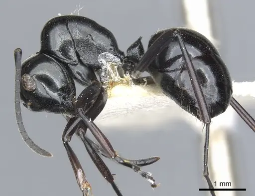 Polyrhachis io specimen CASENT0903405 image casent0903405_3