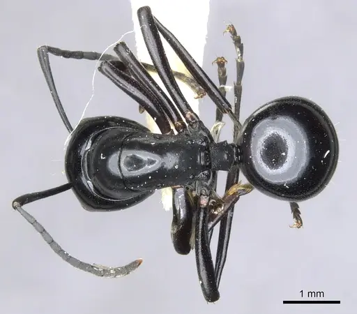 Polyrhachis io specimen CASENT0903406 image casent0903406_1
