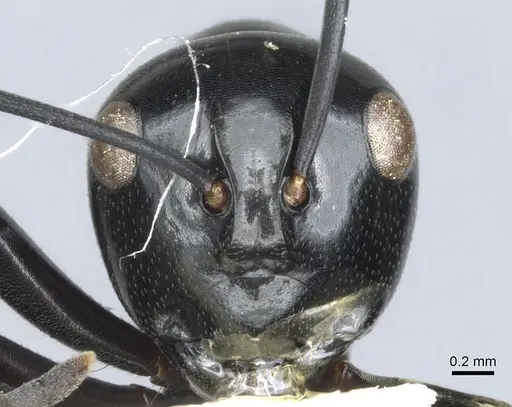 Polyrhachis io specimen CASENT0903406 image casent0903406_2