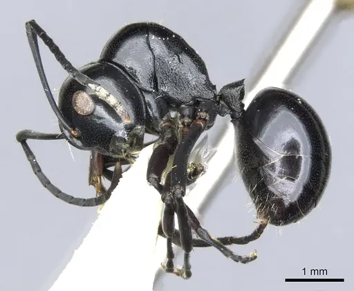 Polyrhachis io specimen CASENT0903406 image casent0903406_3