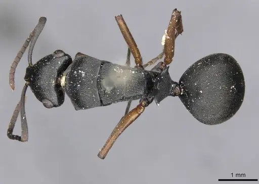 Polyrhachis io specimen CASENT0910782 image casent0910782_1