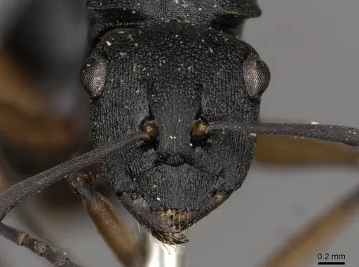 Polyrhachis io specimen CASENT0910782 image casent0910782_2