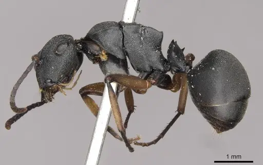 Polyrhachis io specimen CASENT0910782 image casent0910782_3