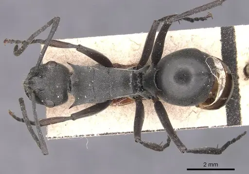 Polyrhachis isacantha specimen CASENT0905629 image casent0905629_1