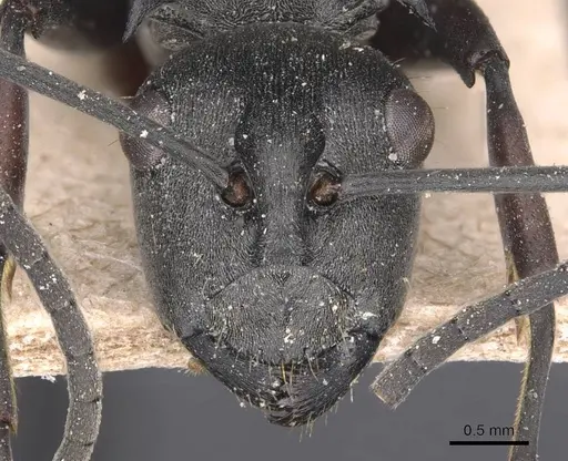 Polyrhachis isacantha specimen CASENT0905629 image casent0905629_2