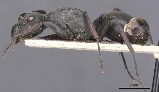 Polyrhachis isacantha specimen CASENT0905629 image casent0905629_3