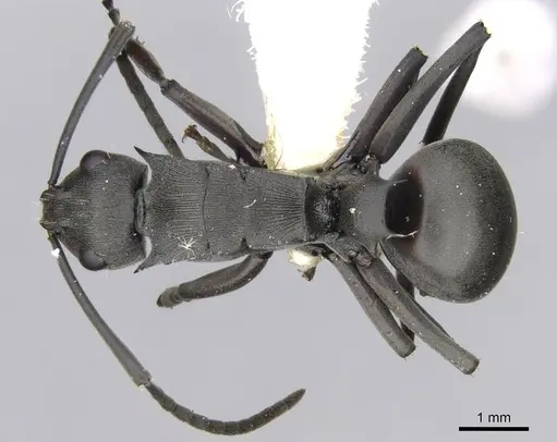 Polyrhachis isacantha specimen CASENT0906814 image casent0906814_1