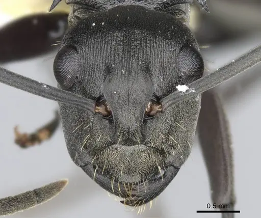 Polyrhachis isacantha specimen CASENT0906814 image casent0906814_2