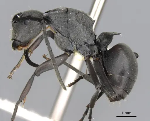 Polyrhachis isacantha specimen CASENT0906814 image casent0906814_3