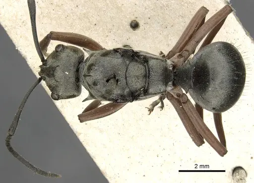 Polyrhachis ithona specimen CASENT0901837 image casent0901837_1