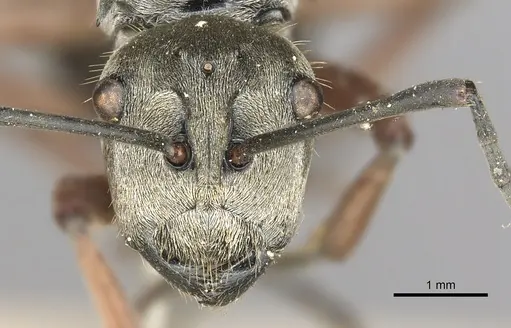 Polyrhachis ithona specimen CASENT0901837 image casent0901837_2