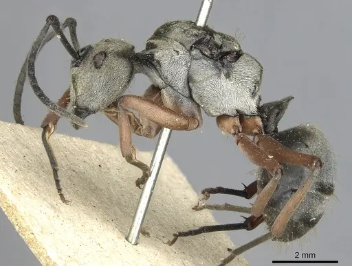 Polyrhachis ithona specimen CASENT0901837 image casent0901837_3