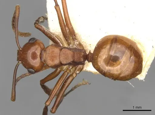 Polyrhachis jacobsoni specimen CASENT0910783 image casent0910783_1