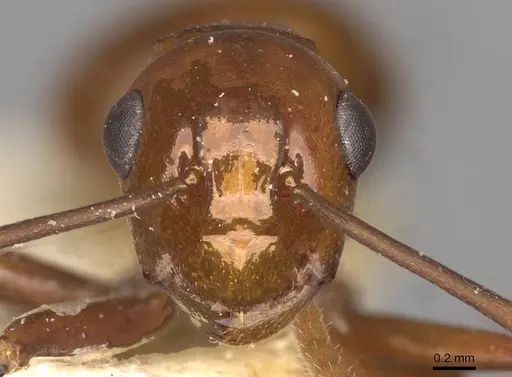 Polyrhachis jacobsoni specimen CASENT0910783 image casent0910783_2