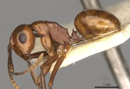 Polyrhachis jacobsoni specimen CASENT0910783 image casent0910783_3