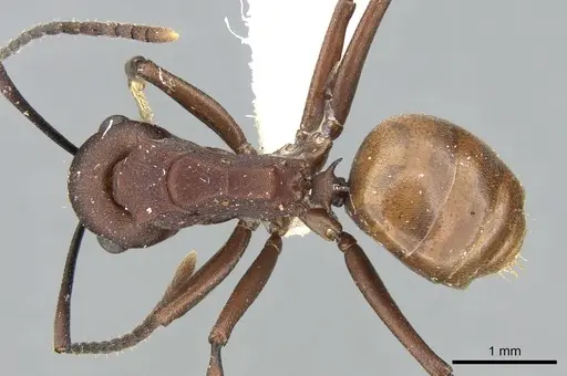 Polyrhachis javanica specimen CASENT0906584 image casent0906584_1