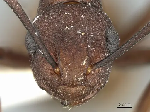 Polyrhachis javanica specimen CASENT0906584 image casent0906584_2