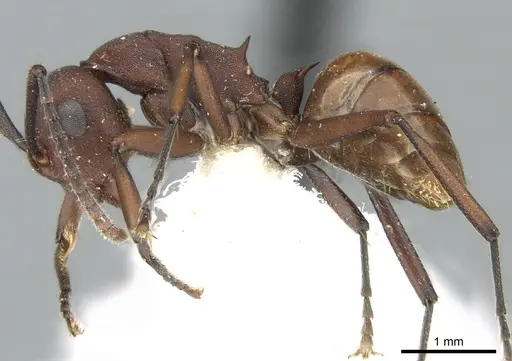 Polyrhachis javanica specimen CASENT0906584 image casent0906584_3