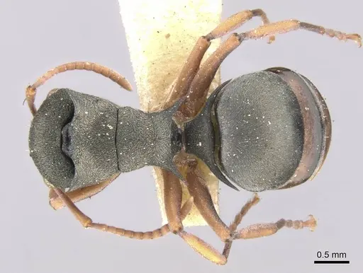 Polyrhachis jerdonii specimen CASENT0906755 image casent0906755_1