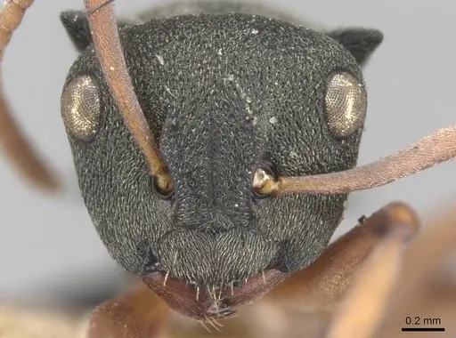 Polyrhachis jerdonii specimen CASENT0906755 image casent0906755_2