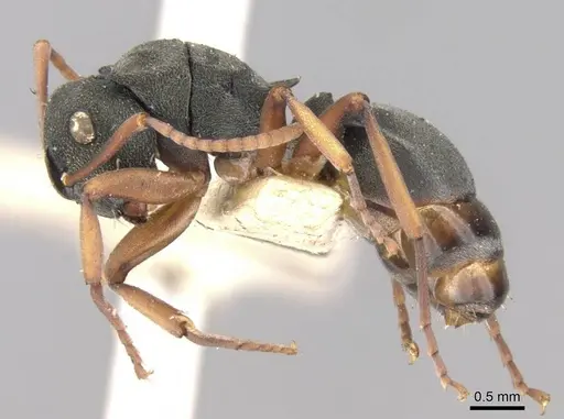 Polyrhachis jerdonii specimen CASENT0906755 image casent0906755_3
