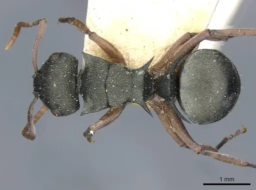 Polyrhachis jerdonii specimen CASENT0910853 image casent0910853_1